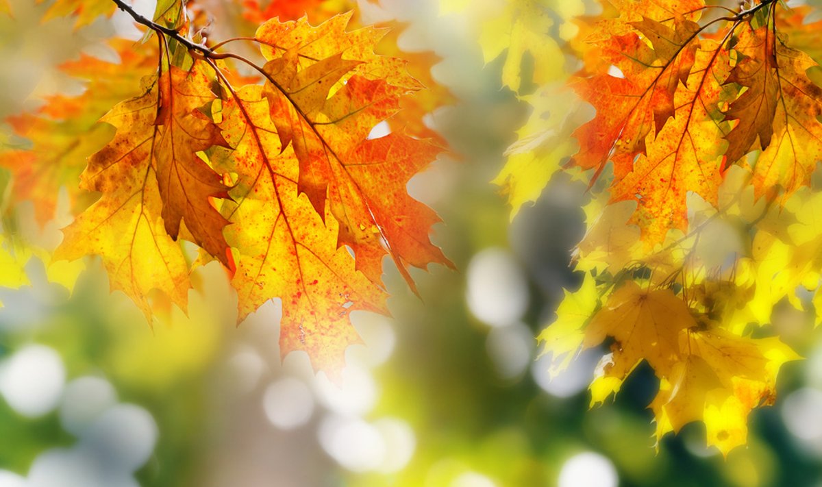 slider-image1